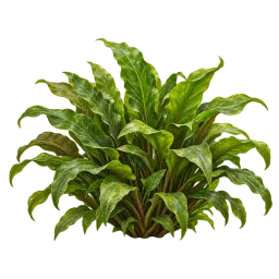 Cryptocoryne aquarium decoration