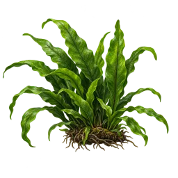 Java Fern Cluster aquarium decoration