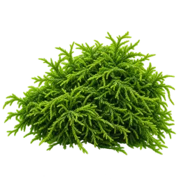 Java Moss aquarium decoration