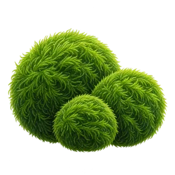 Marimo Moss Ball aquarium decoration
