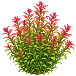 Rotala aquarium decoration