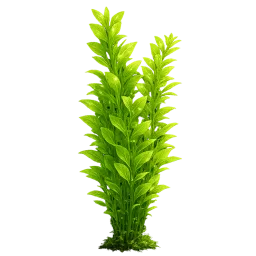 Seaweed aquarium decoration