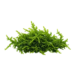 Small Moss Patch aquarium decoration