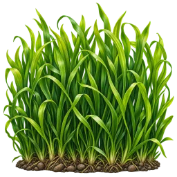 Vallisneria Clump aquarium decoration