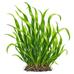 Vallisneria Cutout aquarium decoration
