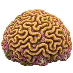 Brain Coral aquarium decoration