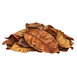 Dried Catappa Leaf Pile aquarium decoration