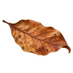 Single Catappa Leaf aquarium decoration