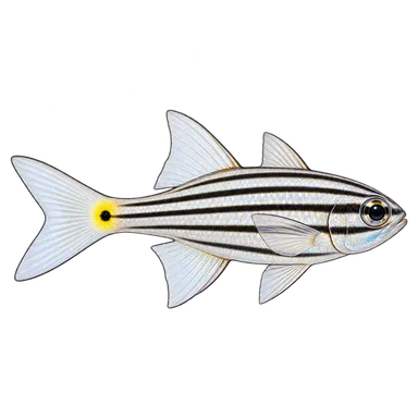 Cardinalfish Orbic
