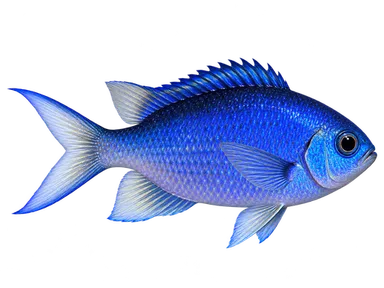 Chromis