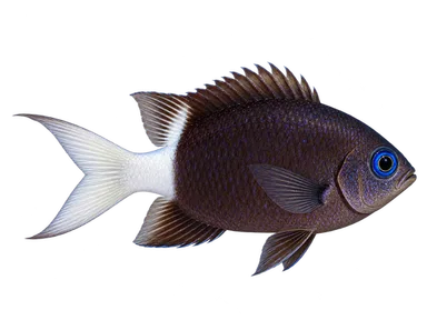 Chromis Half And Half