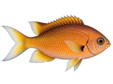 Chromis Orange
