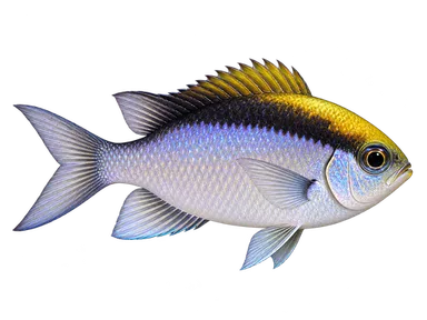 Chromis Sunshine