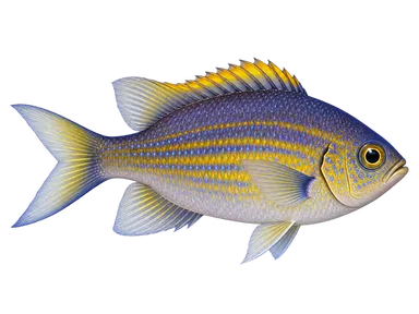 Chromis Vanderbilts