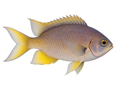 Chromis Yellowtail