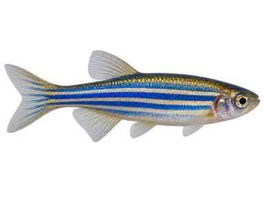 Danio Blue