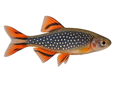 Danio