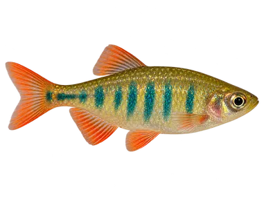 Danio Emerald Dwarf