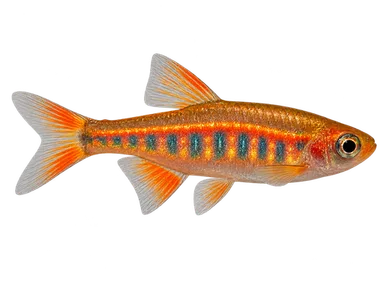 Danio Glowlight