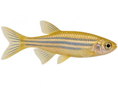 Danio Golden Zebra