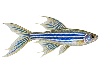 Danio Longfin Zebra