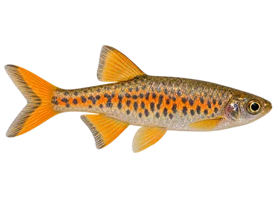 Danio Orange Finned