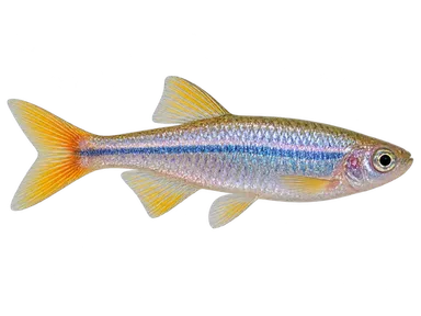 Danio Pearl