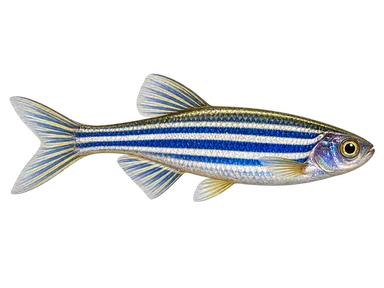 Danio Zebra