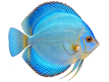 Discus