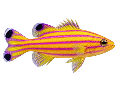 Dottyback