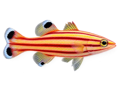 Dottyback Striped