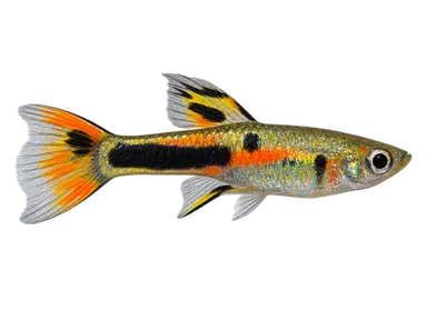Endler