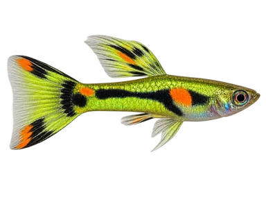 Endler Lime Green