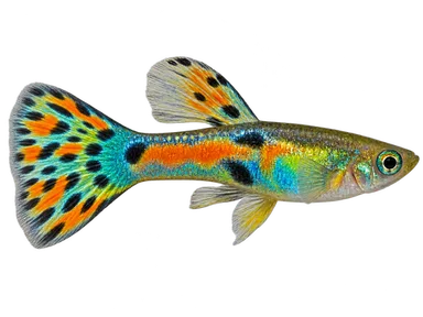 Endler Peacock