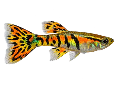Endler Tiger