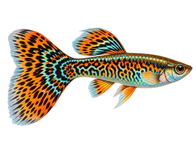 Guppy