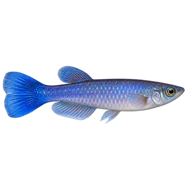 Killifish Blue Panchax