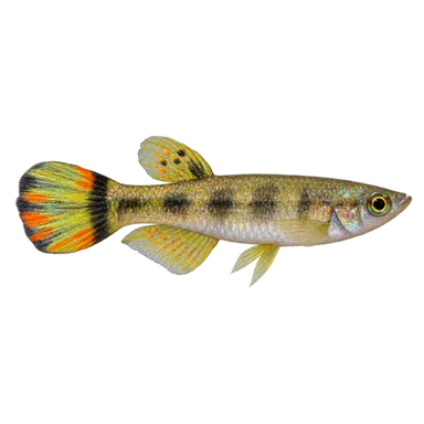 Killifish