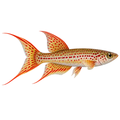 Killifish Lyretail