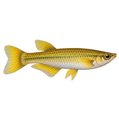 Killifish Wonder Golden