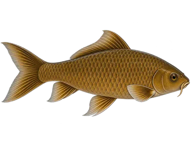 Koi Chagoi