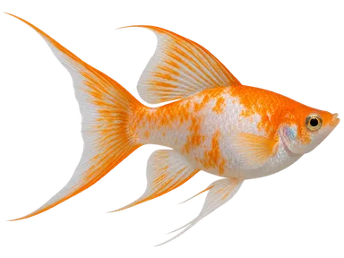 Molly Creamsicle Lyretail
