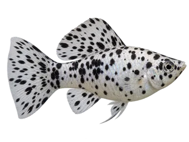 Molly Dalmatian