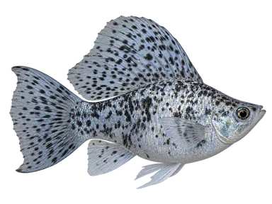Molly Sailfin