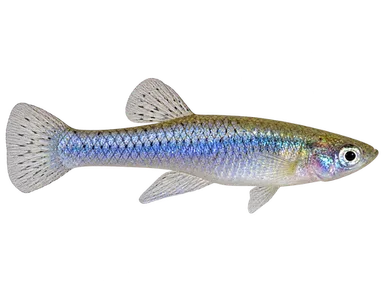 Mosquitofish