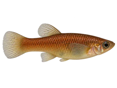 Mosquitofish Clear Creek