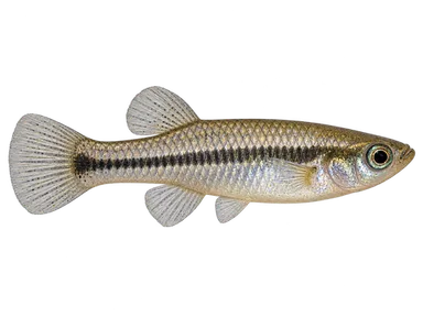 Mosquitofish Eastern