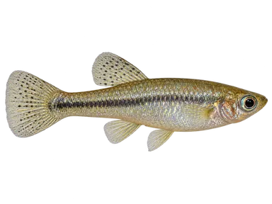 Mosquitofish Tex Mex