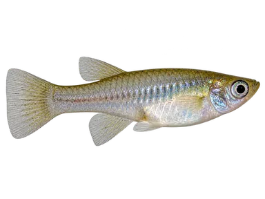 Mosquitofish Western
