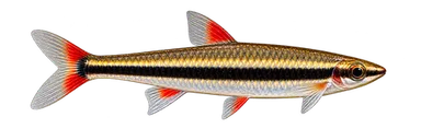 Pencilfish